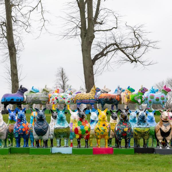 Some of the sheep sculptures from the art trail